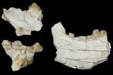 Rare, Partial Bear Dog (Daphoenus) Skull With Associated Bones #175652-1